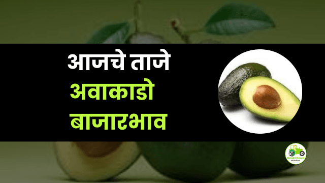 आजचे अवाकाडो बाजारभाव