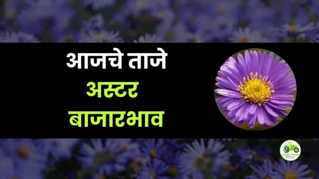 आजचे अस्टर बाजारभाव