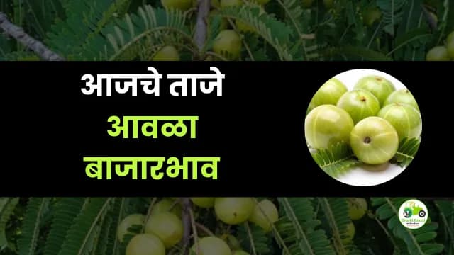 आजचे आवळा बाजारभाव