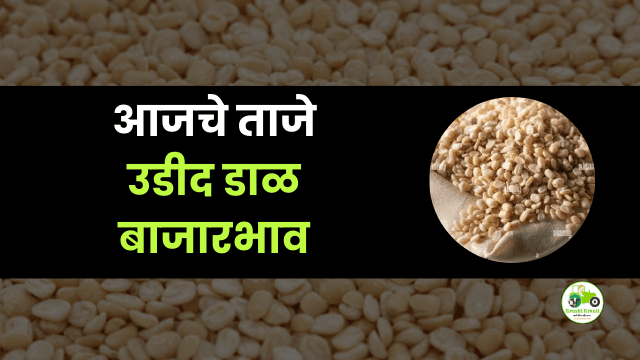 आजची उडीद डाळ बाजारभाव
