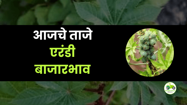 आजचे एरंडी बाजारभाव