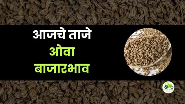 आजचे ओवा बाजारभाव