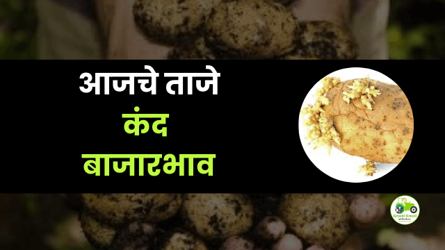 आजचे कंद बाजारभाव