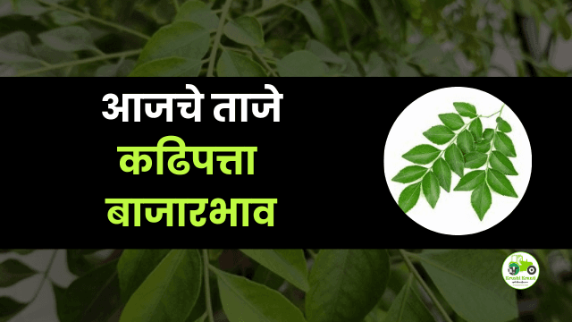 आजचे कढिपत्ता बाजारभाव