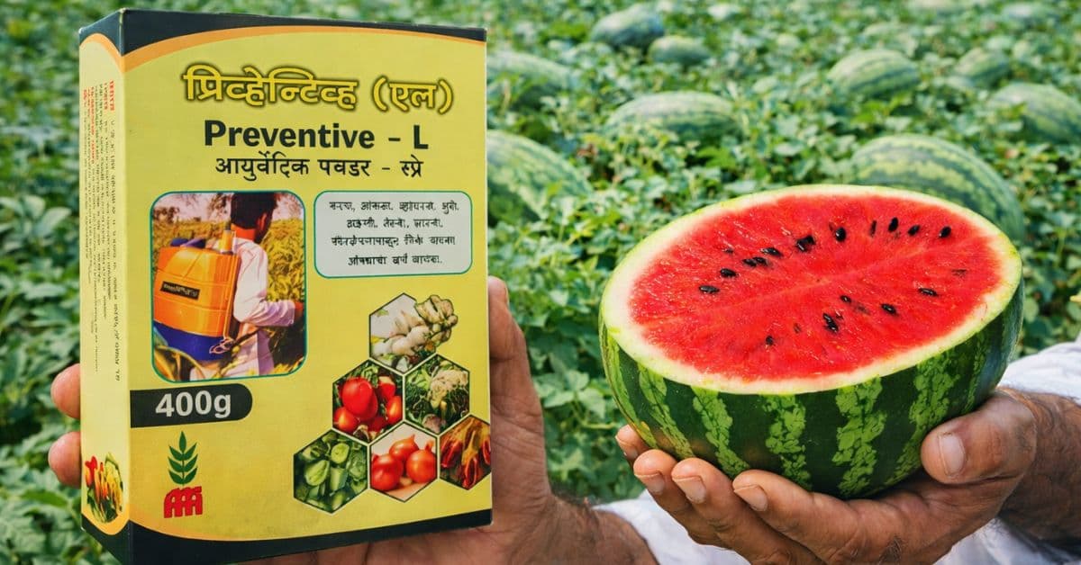 कलिंगड हवे आहे का हिरवेगार आणि आतून लालच लाल?