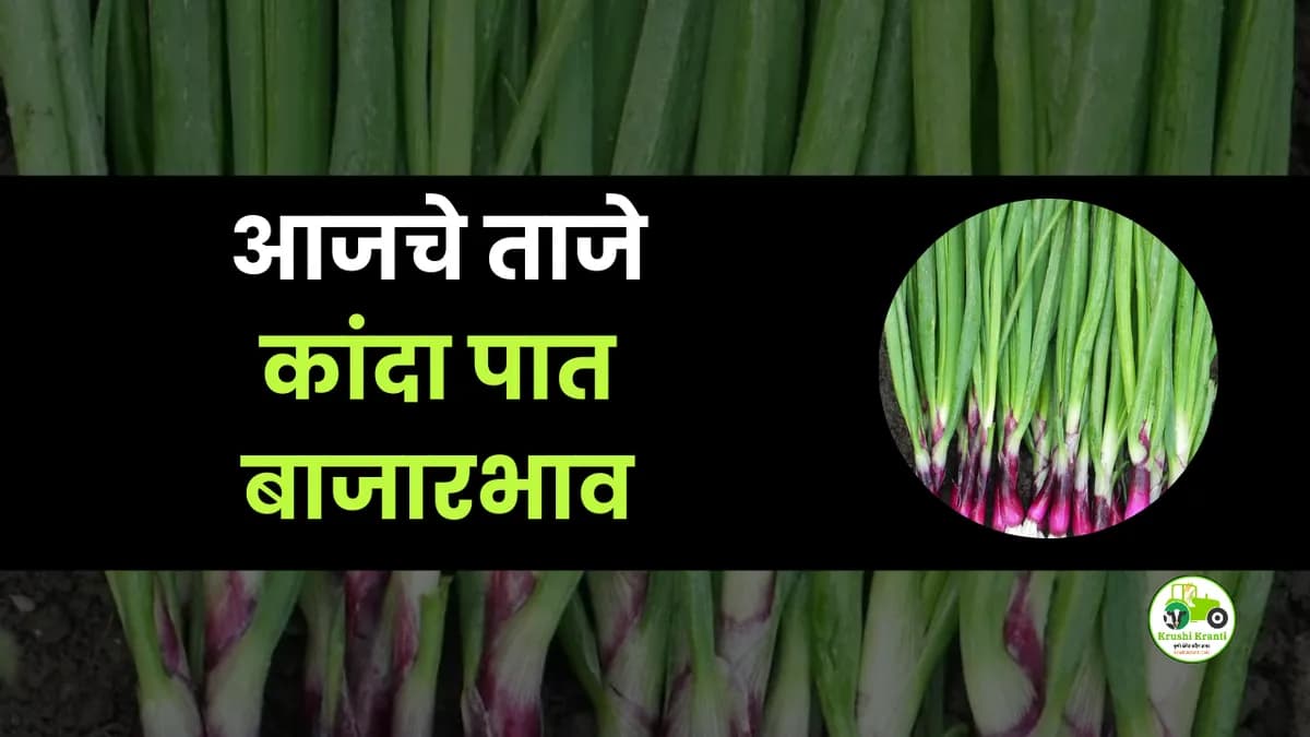 आजचे कांदा पात बाजारभाव