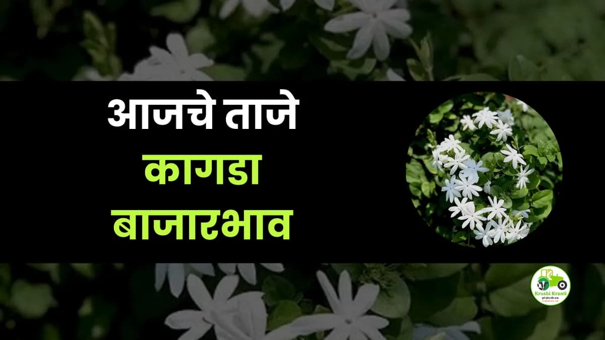 आजचे कागडा बाजारभाव