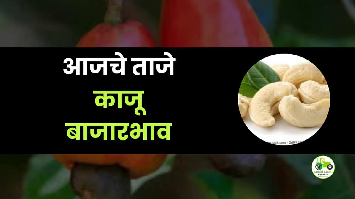 आजचे काजू बाजारभाव 