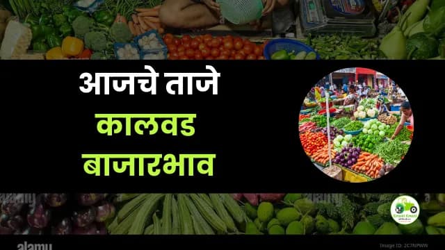आजचे कालवड बाजारभाव