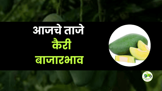 आजचे कैरी बाजारभाव