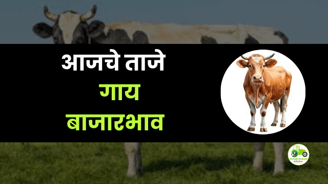 आजचे गाय बाजारभाव