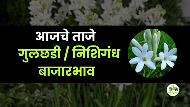 आजचे गुलछडी / निशिगंध बाजारभाव