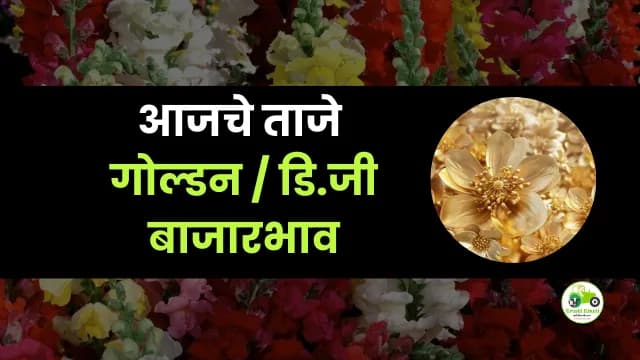 आजचे गोल्डन / डि.जी बाजारभाव