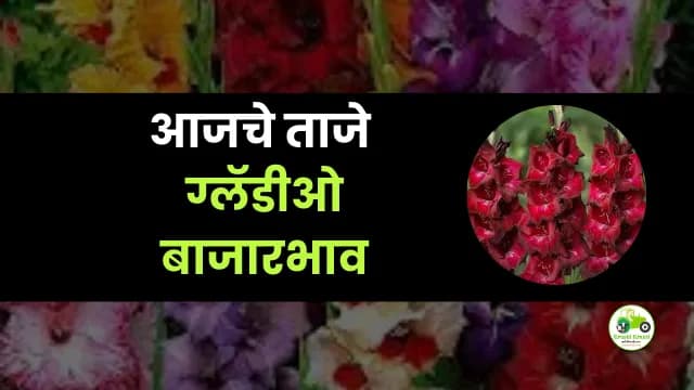 आजचे ग्लॅडीओ  बाजारभाव