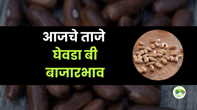 आजचे घेवडा बी बाजारभाव