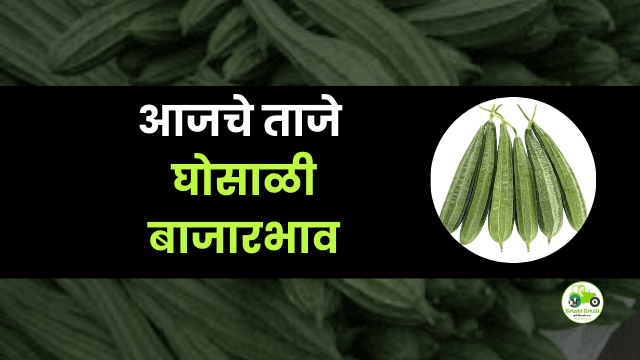 आजची घोसाळी (भाजी) बाजारभाव