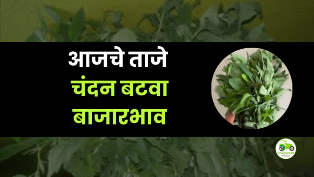 आजचे चंदन बटवा बाजारभाव