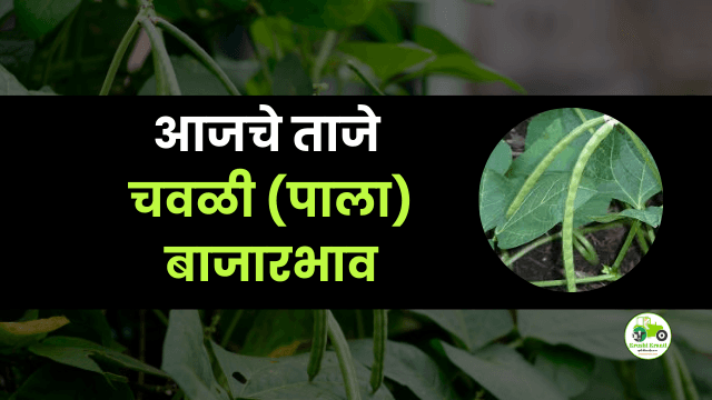 आजची चवळी (पाला) बाजारभाव