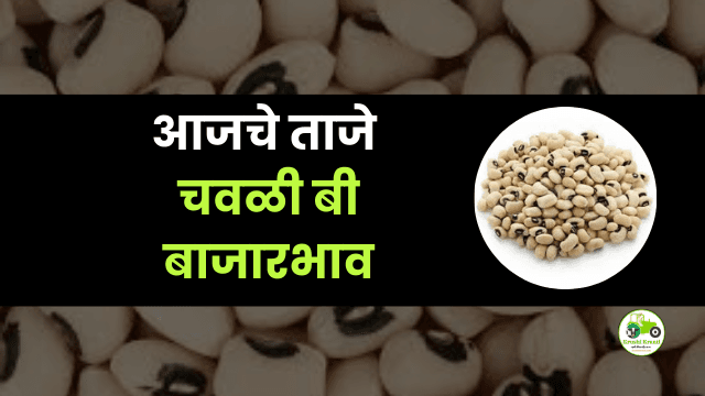 आजची चवळी बी बाजारभाव