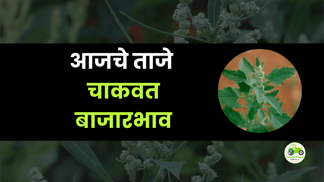 आजचे चाकवत बाजारभाव