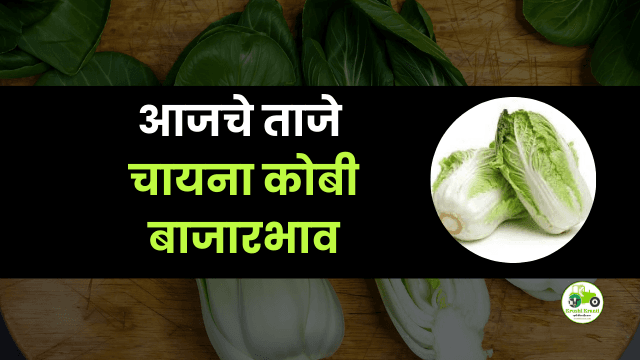 आजचे चायना कोबी बाजारभाव