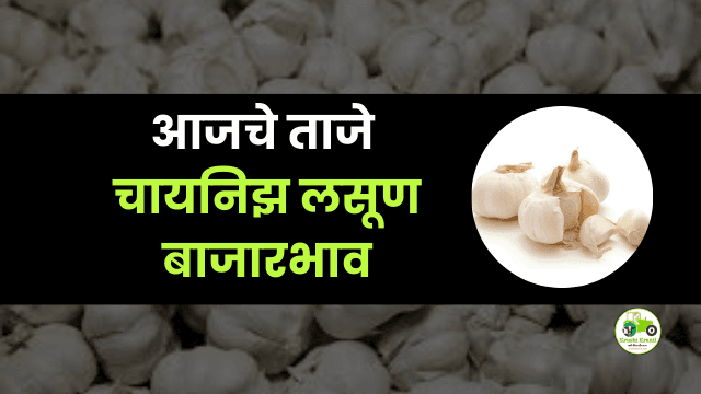 आजचे चायनिझ लसूण बाजारभाव