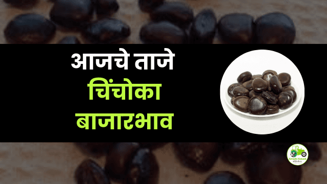 आजचे चिंचोका बाजारभाव