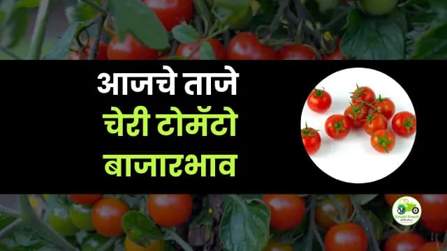 आजचे चेरी टोमॅटो बाजारभाव