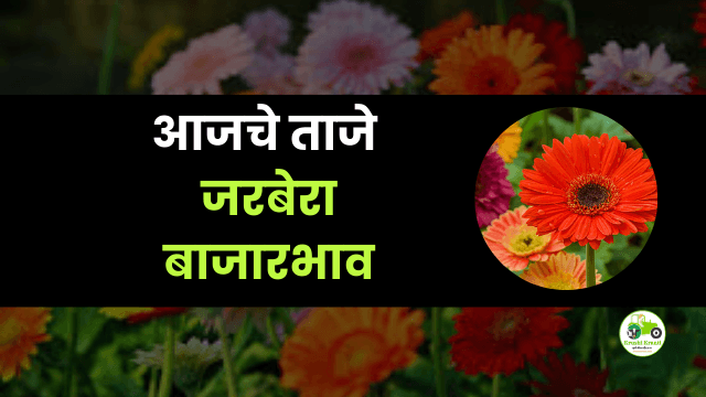 आजचे जरबेरा बाजारभाव