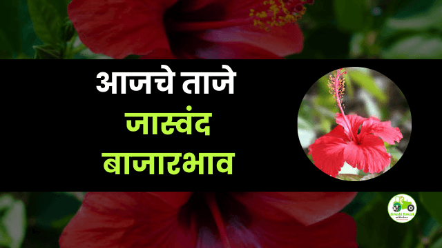 आजचे जास्वंद  बाजारभाव