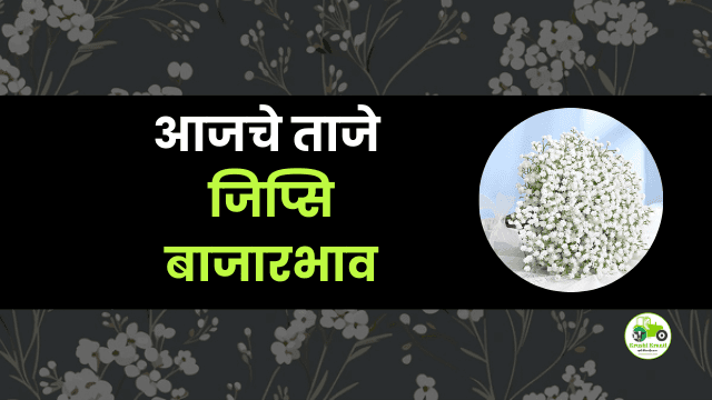 आजचे जिप्सि  बाजारभाव