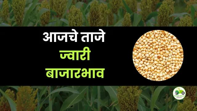 आजची ज्वारी बाजारभाव