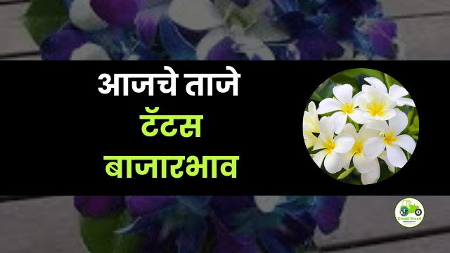 आजचे टॅटस  बाजारभाव