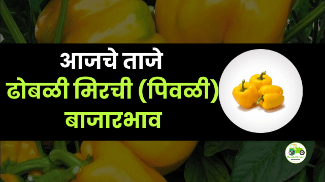 आजची ढोबळी मिरची (पिवळी) बाजारभाव