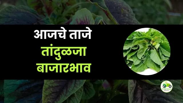 आजचे तांदुळजा बाजारभाव