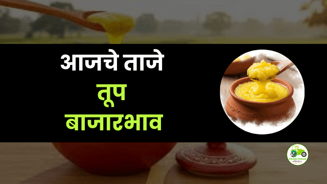 आजचे तूप बाजारभाव