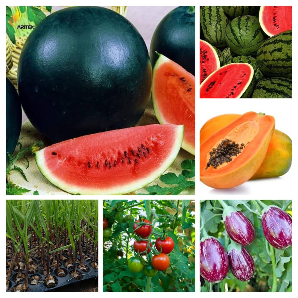 शिंदे बायोटेक नर्सरी