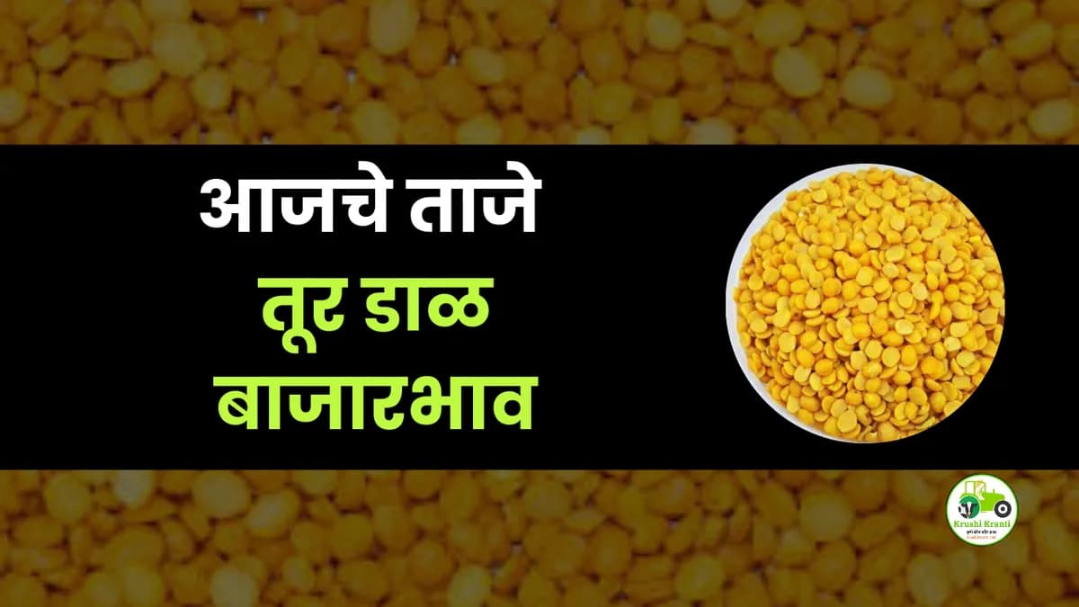 आजची तूर डाळ बाजारभाव