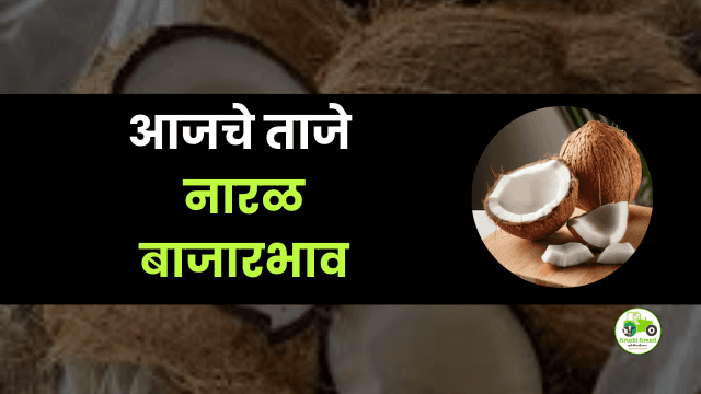 आजचे नारळ बाजारभाव