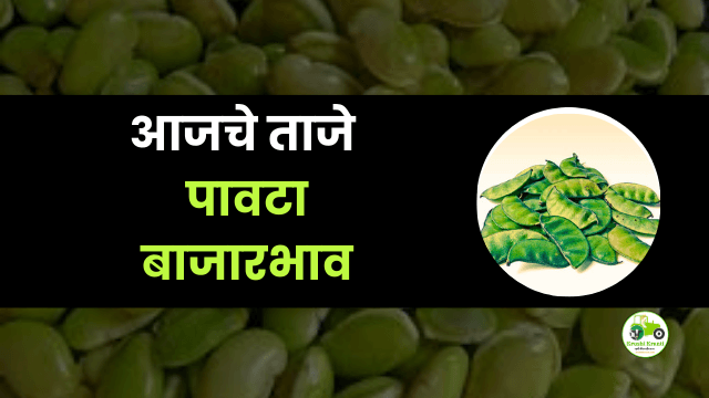 आजचे पावटा बाजारभाव