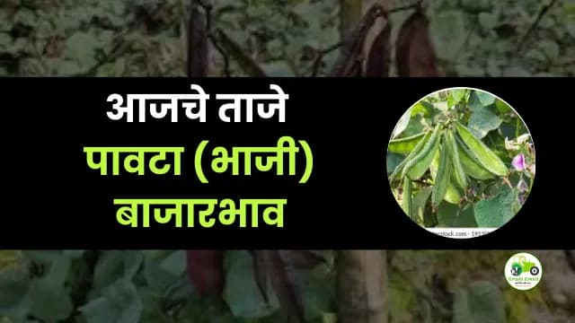 आजची पावटा (भाजी) बाजारभाव