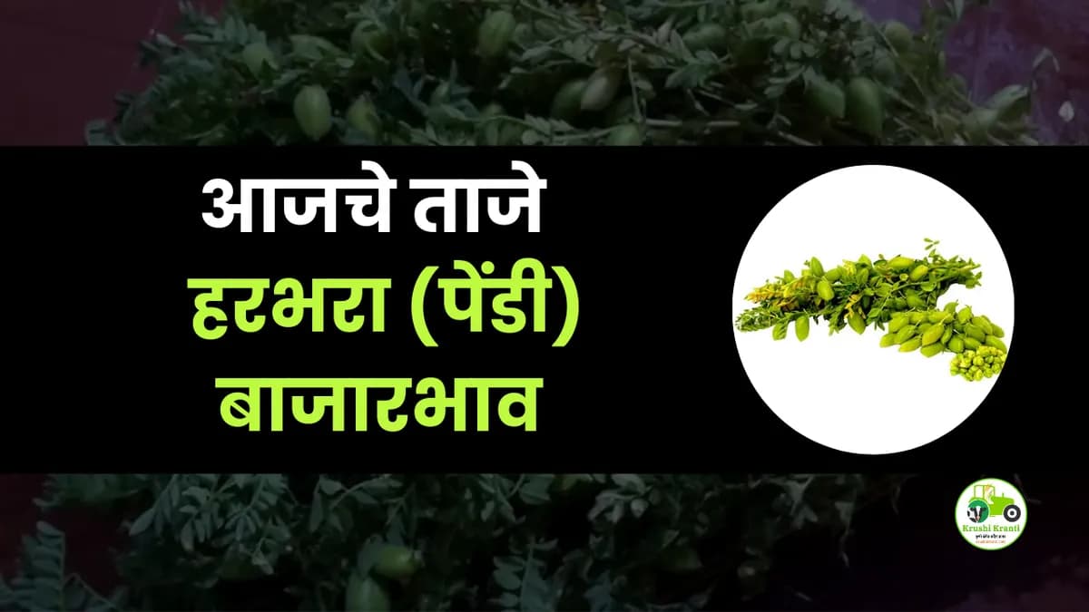 आजचा हरभरा (पेंडी) बाजारभाव