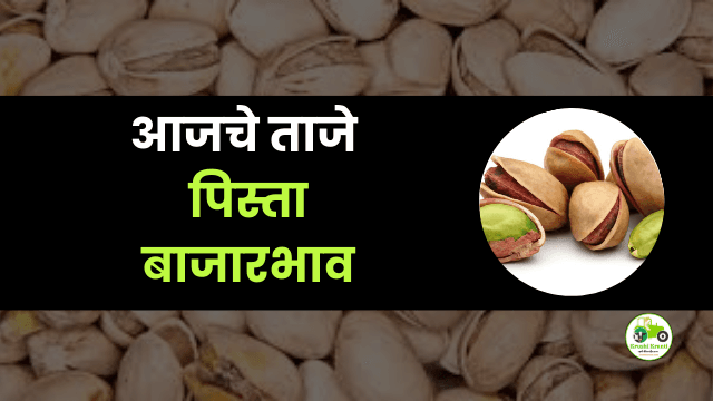 आजचे पिस्ता बाजारभाव