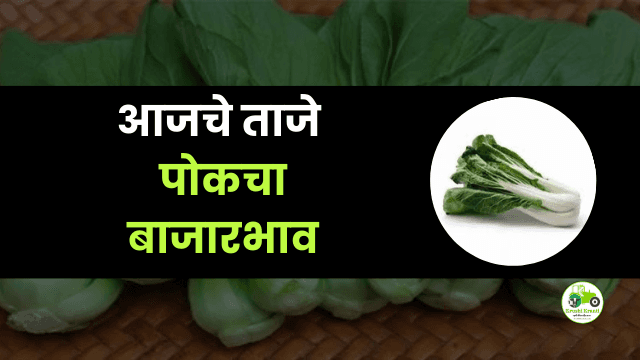 आजचे पोकचा बाजारभाव