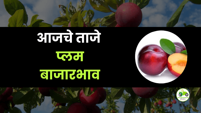 आजचे प्लम  बाजारभाव