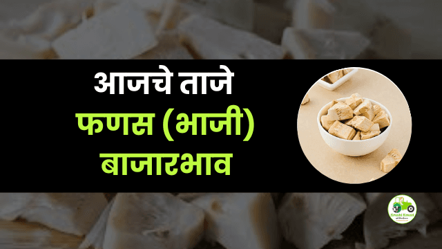 आजचा फणस (भाजी) बाजारभाव