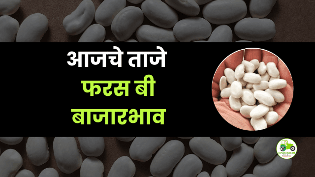 आजचे फरस बी बाजारभाव