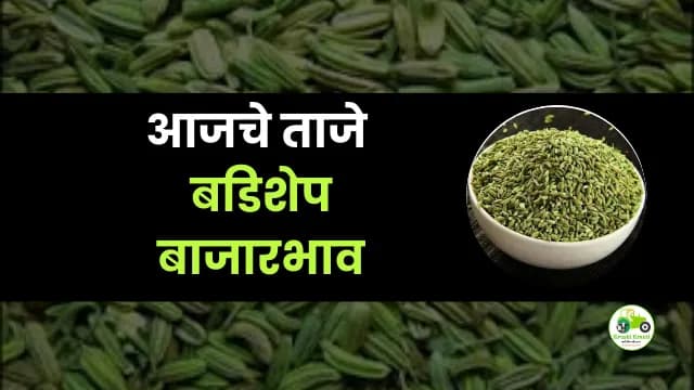 आजची बडिशेप बाजारभाव