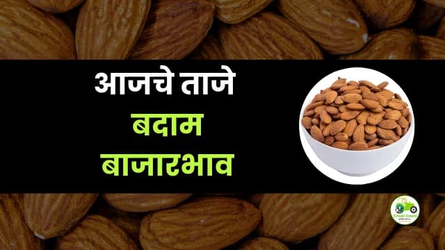 आजचे बदाम बाजारभाव