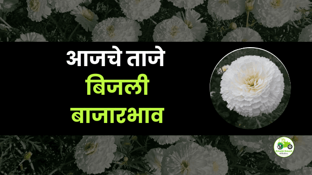 आजचे बिजली  बाजारभाव